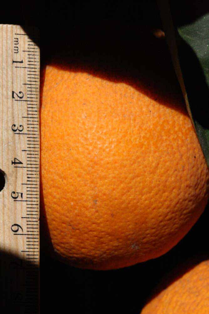            Fruit (Riverside, CA)   